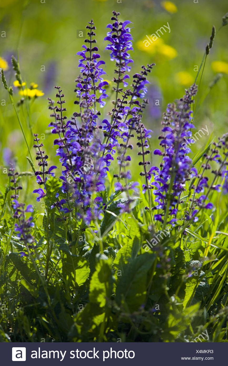Flower meadow, meadow sage, goatsbeard, Stock Photo