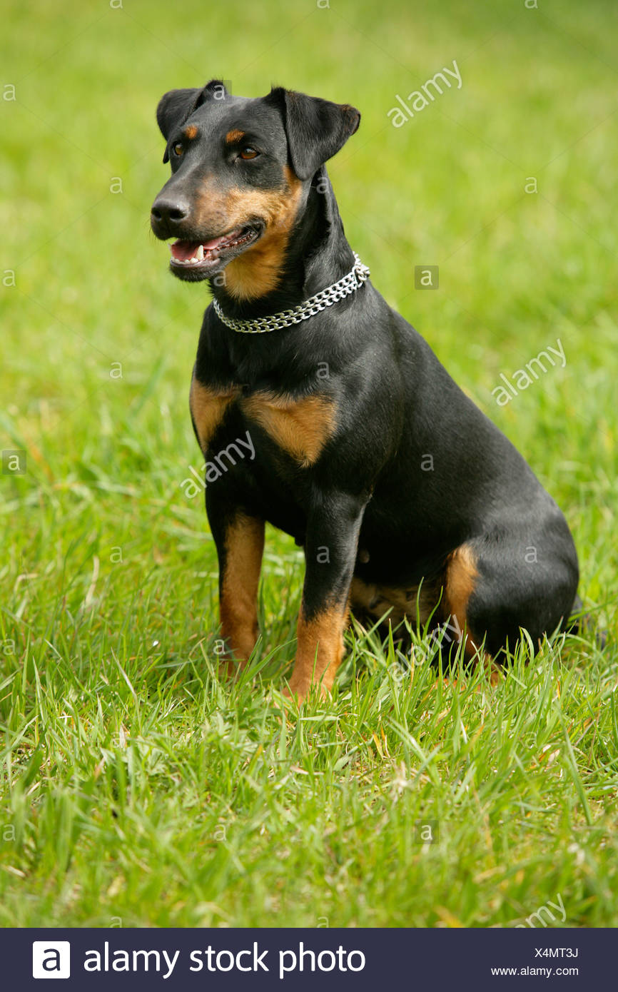 jagdterrier dog