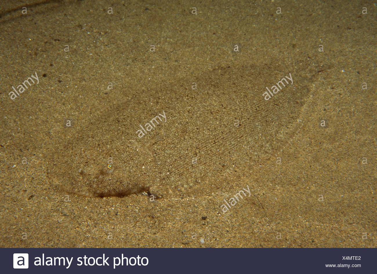 Senegalese Sole Stock Photos & Senegalese Sole Stock Images - Alamy