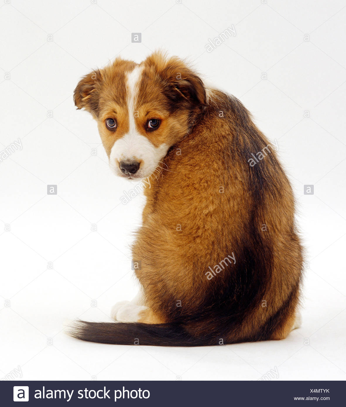 Sable Border Collie Puppy Stock Photos Sable Border Collie Puppy