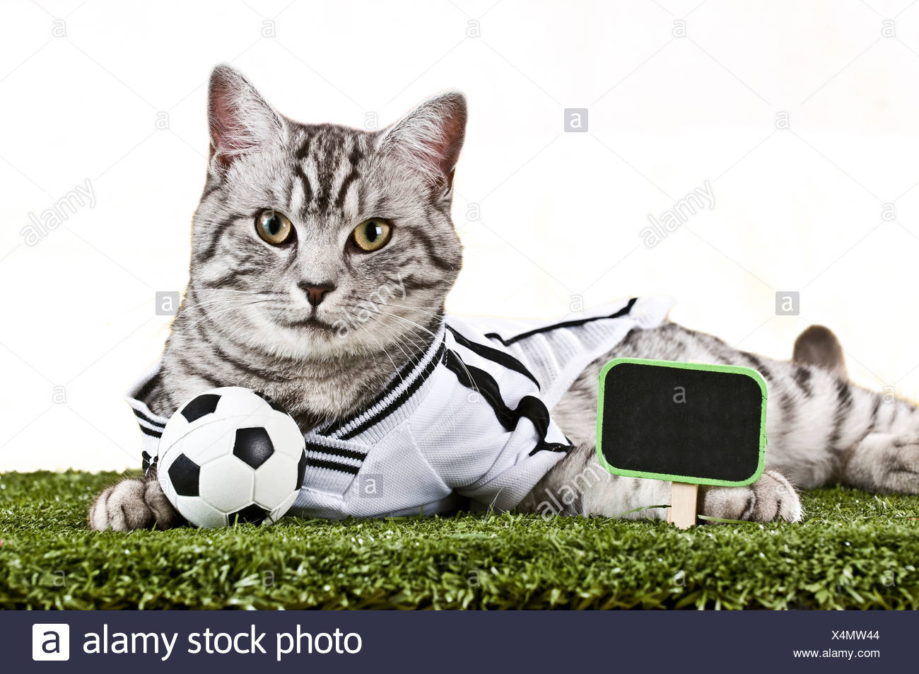 cat football jersey
