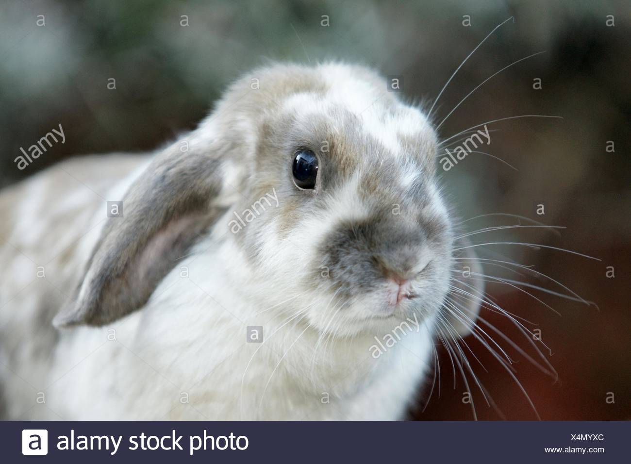 white dwarf bunny