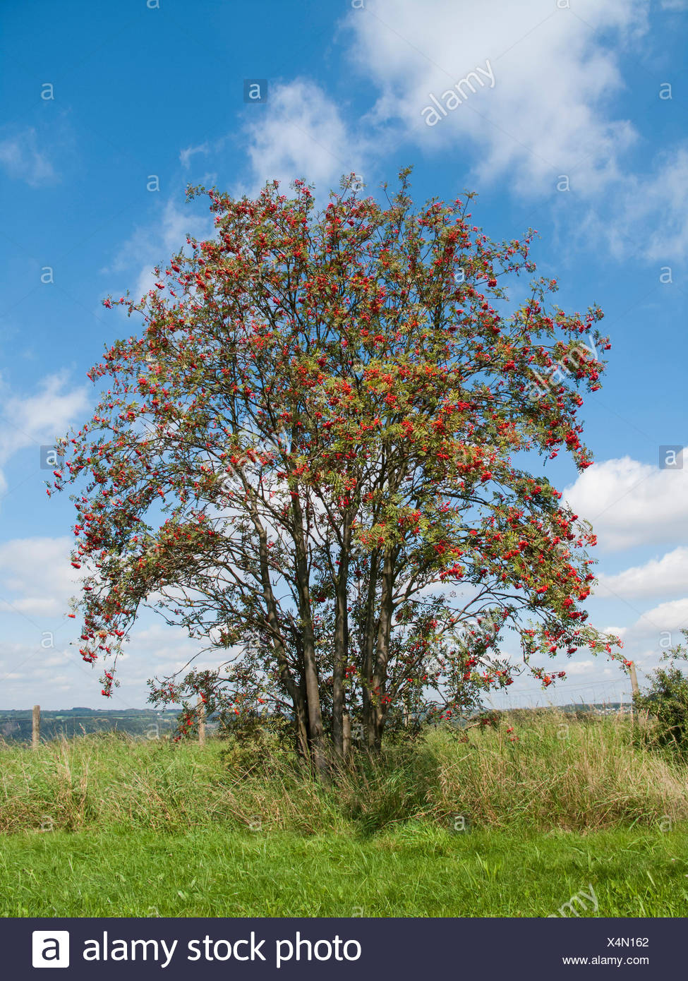 Freistehender Baum High Resolution Stock Photography and Images - Alamy