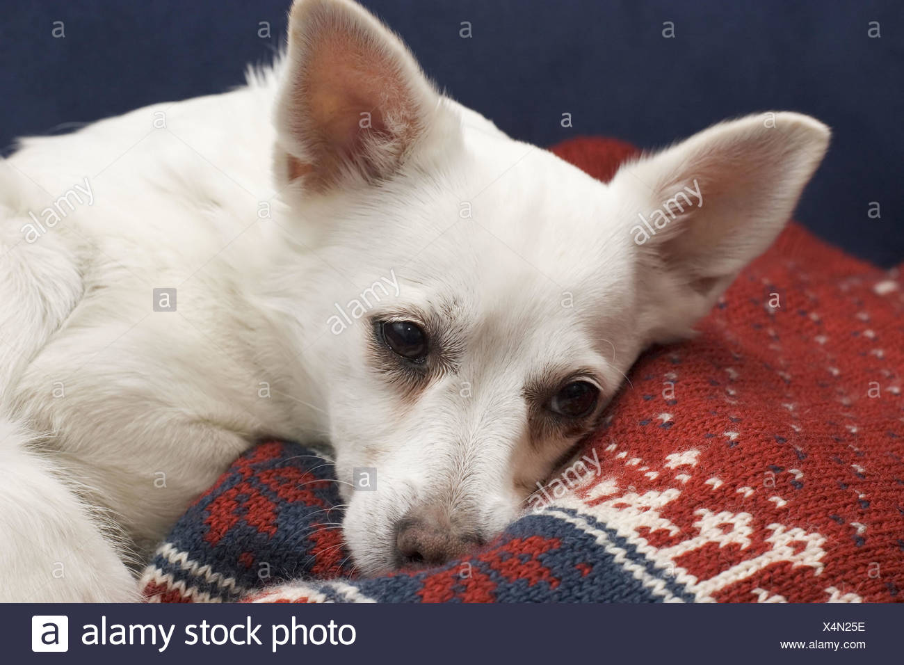 pomeranian cross breed dogs