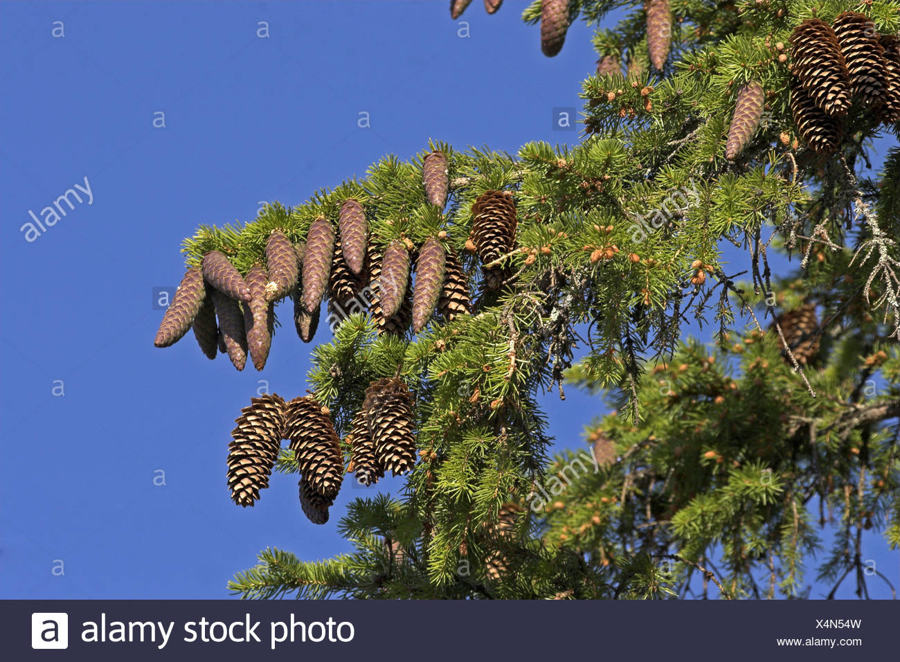 Conifer Seed Dispersal High Resolution Stock Photography and Images - Alamy