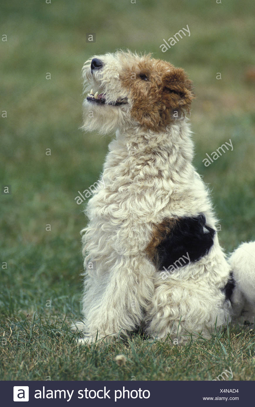 hairy fox terrier