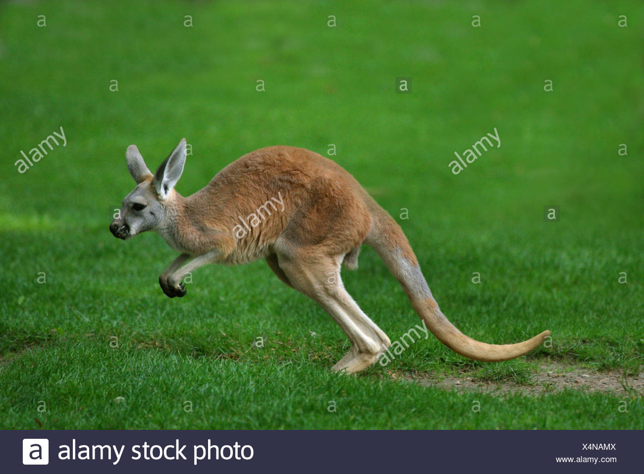 Red Kangaroo Jumping Stock Photos & Red Kangaroo Jumping Stock Images