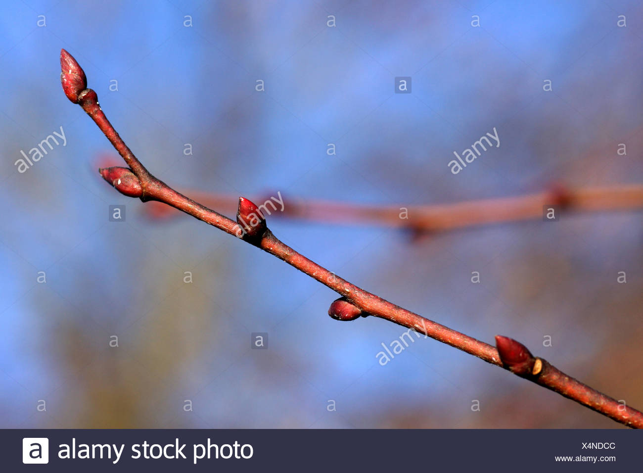 Lime Tree Buds Stock Photos & Lime Tree Buds Stock Images Alamy