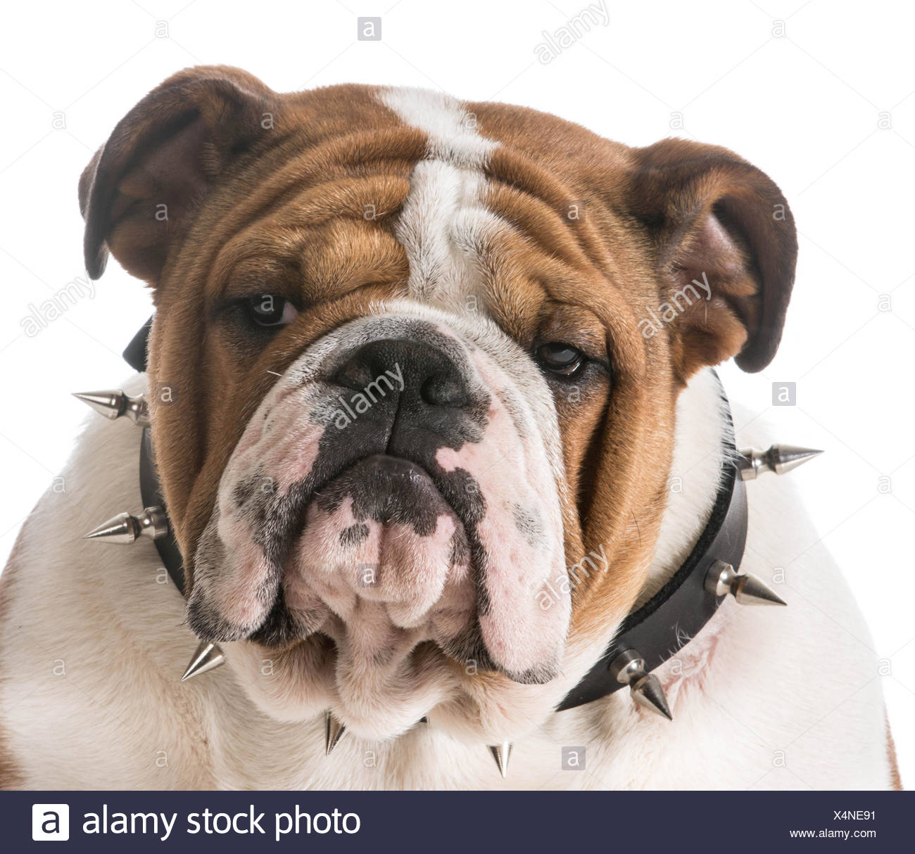 Spike The Bulldog High Resolution Stock Photography and Images - Alamy