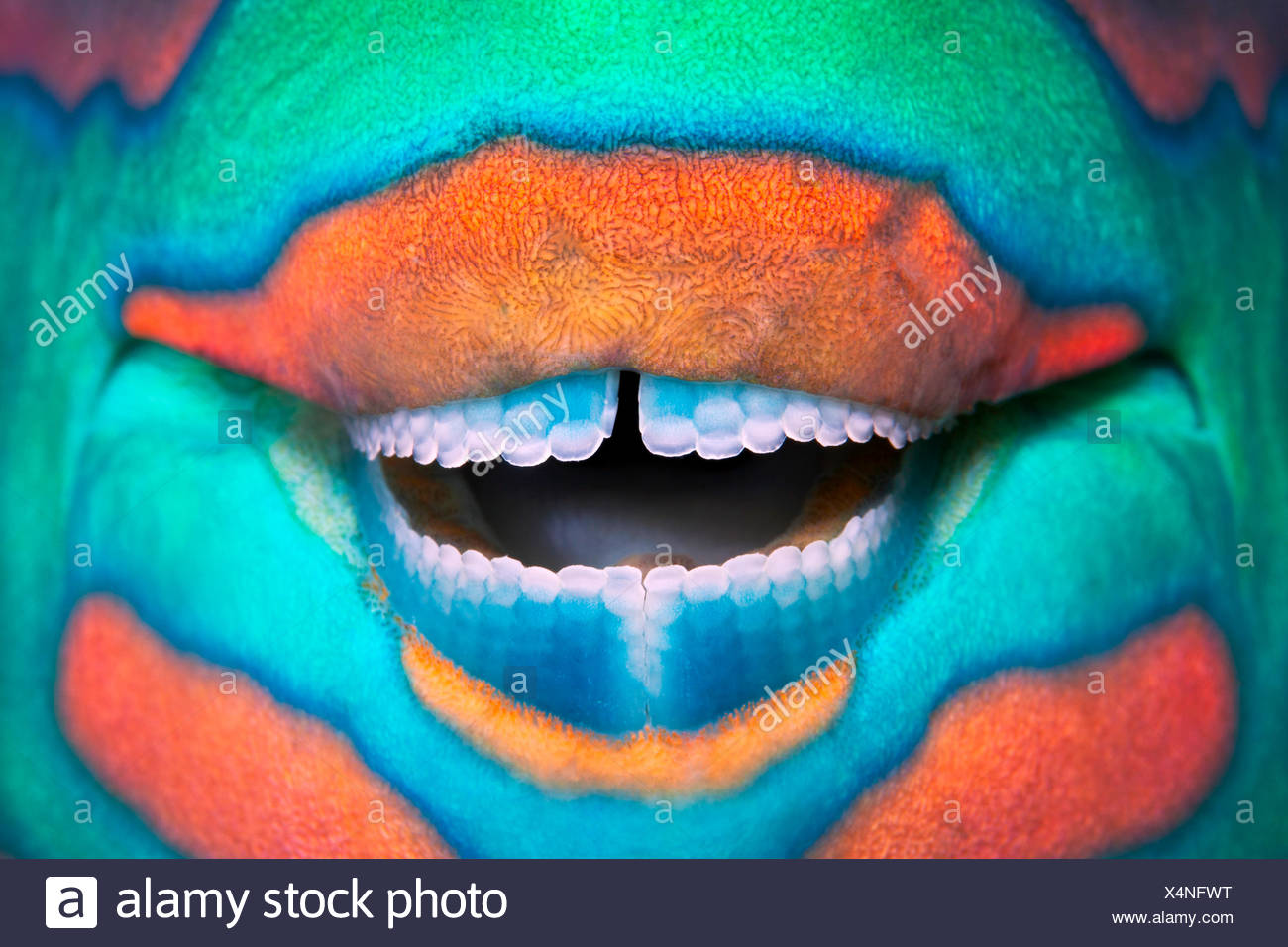 Parrotfish Teeth High Resolution Stock Photography And Images Alamy