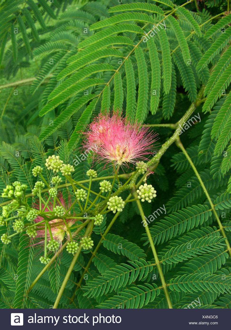 Silk Tree Pink Siris Albizia Julibrissin Blooming Stock Photo Alamy Silk Tree Pink Siris Albizia Julibrissin Blooming Stock Photo Alamy