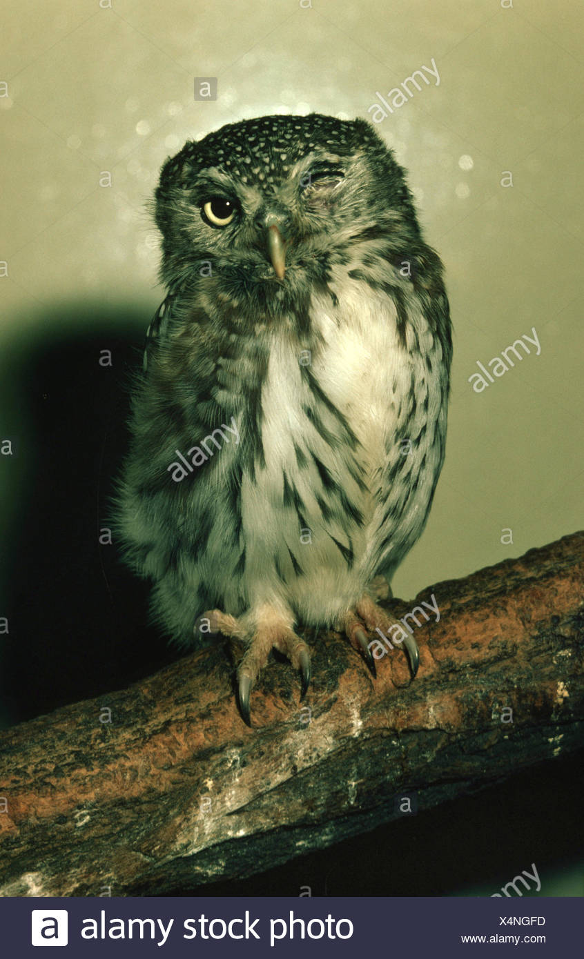 owlet blinking green