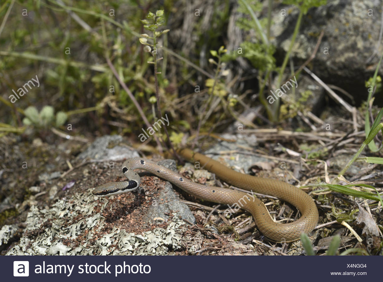 Dahls Whip Snake High Resolution Stock Photography and Images - Alamy