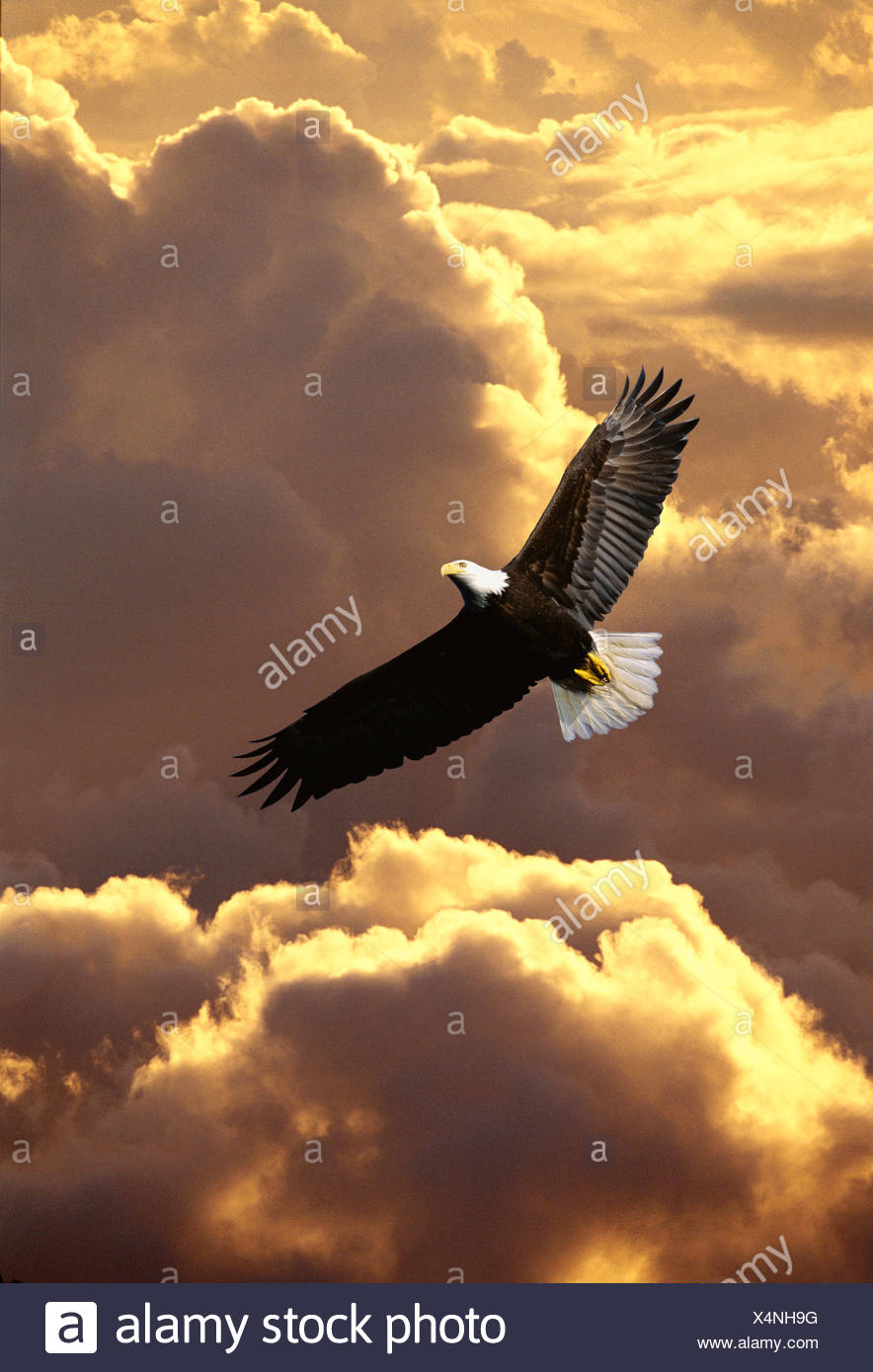 Eagle Soaring Sun Stock Photos & Eagle Soaring Sun Stock Images Alamy