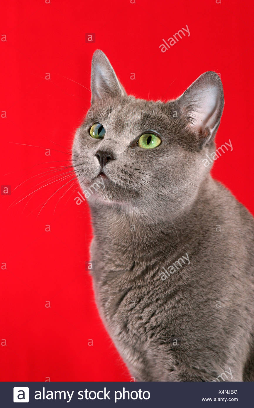Rassekatzen Stock Photos Rassekatzen Stock Images Page 2