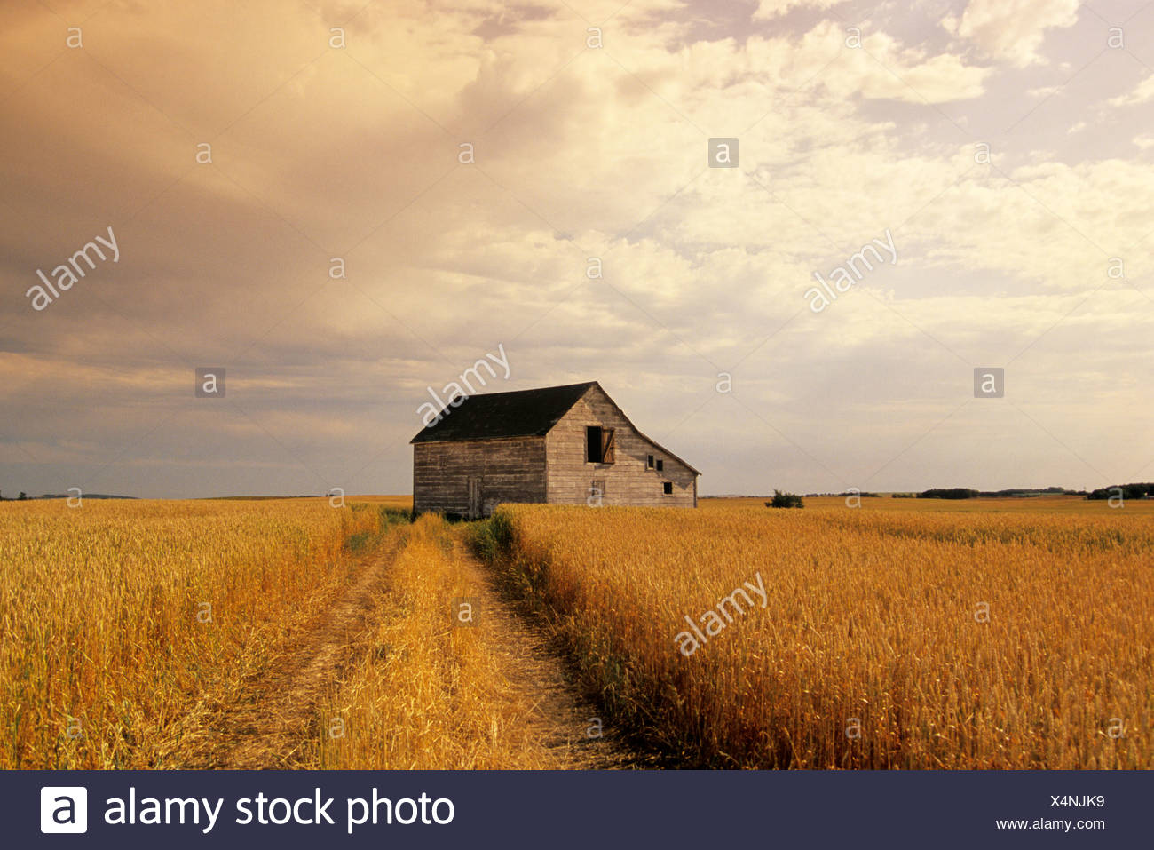Old Barn In Maturing Spring Wheat Field Old Barn In Maturing Spring Wheat Field