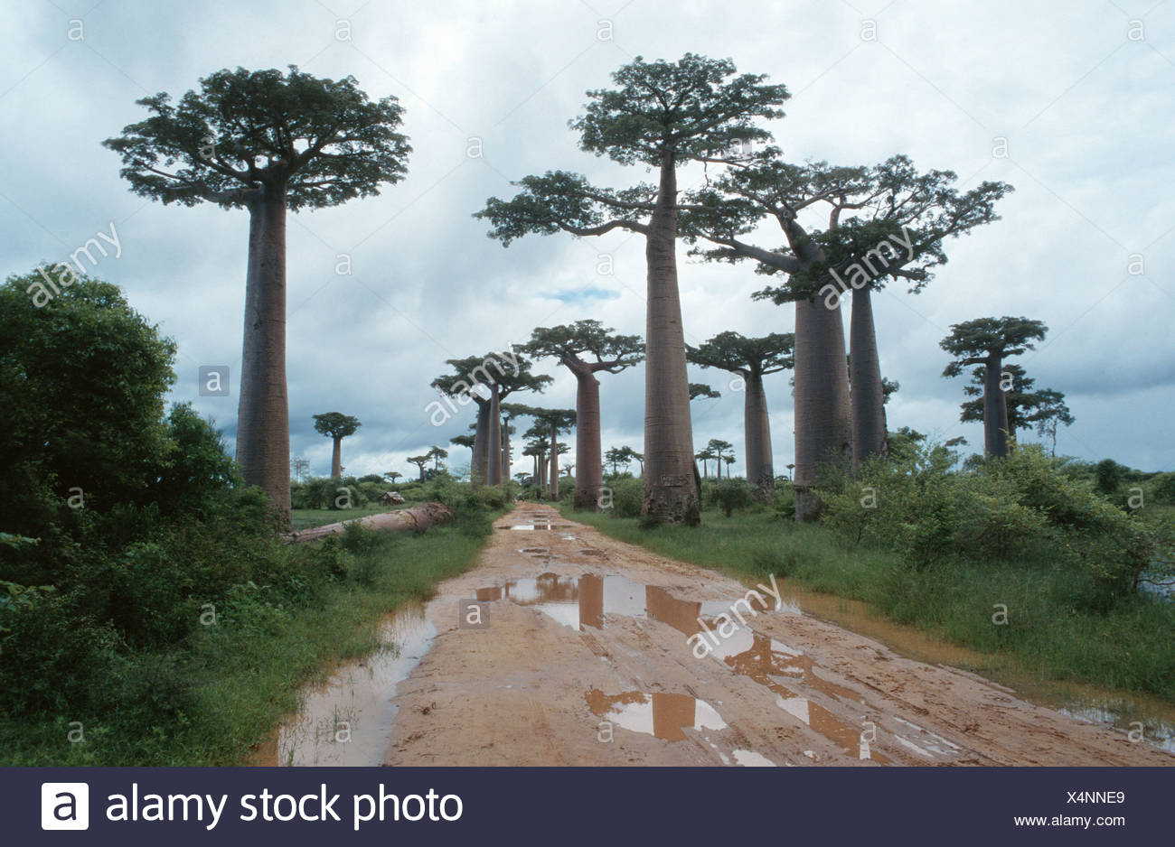 Baobab Adansonia Grandidieri Trees In Madagascar At The Border Of The Famous Baobab Avenue After A Rainfall Madagascar Stock Photo Alamy Baobab Adansonia Grandidieri Trees In Madagascar At The Border Of The Famous Baobab Avenue After A Rainfall Madagascar Stock Photo Alamy
