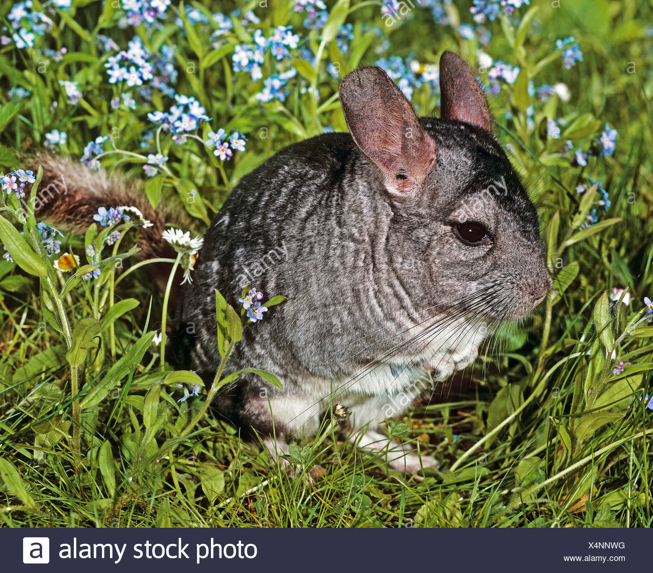 Long Tailed Chinchilla On Meadow Chinchilla Lanigera Stock Photo Alamy
