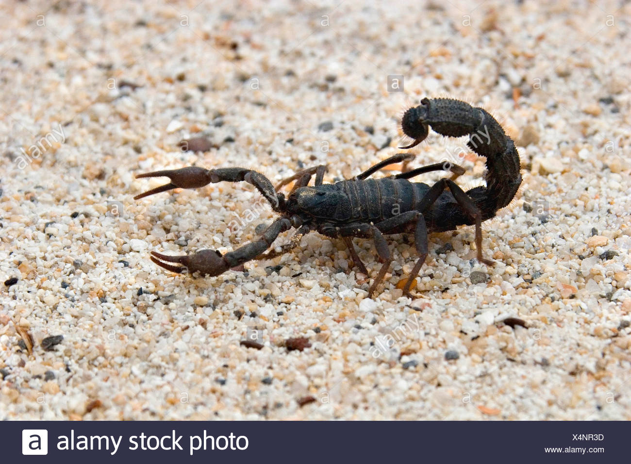 Africa Namibia Scorpion High Resolution Stock Photography and Images