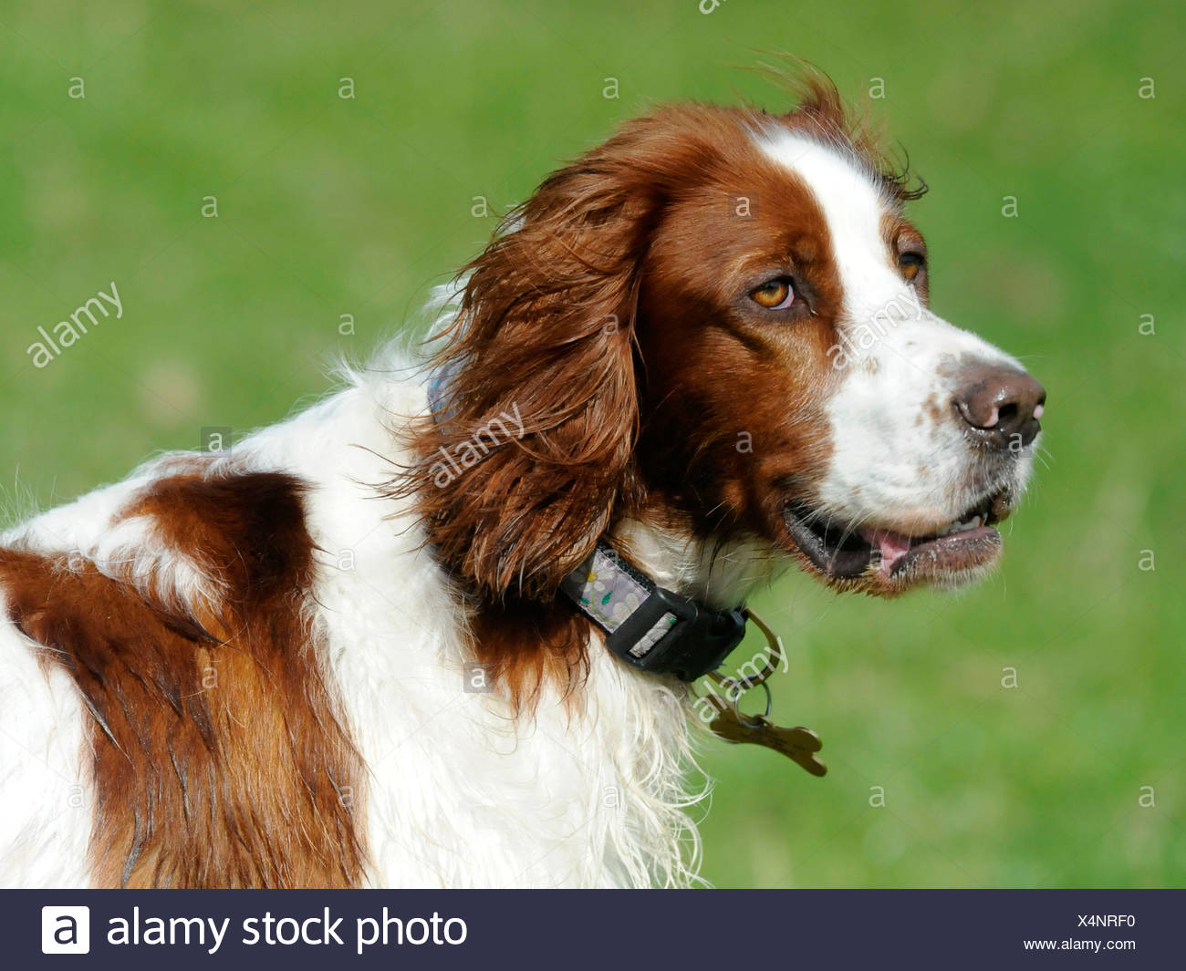 A Red And White English Setter Stock Photo 278303956 Alamy