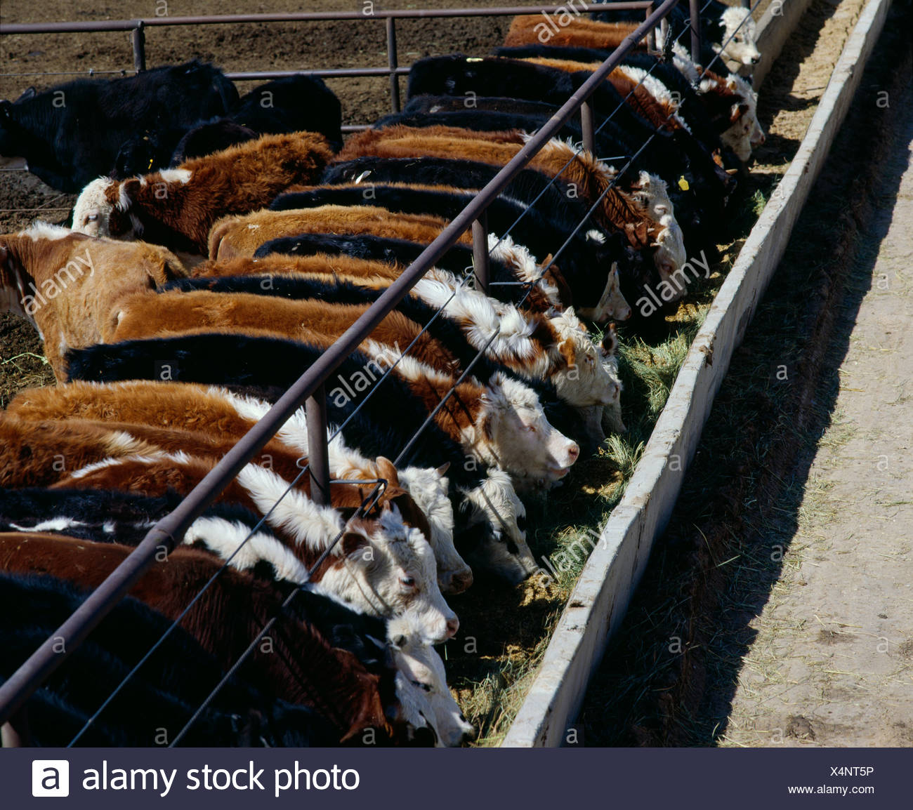 Feeder Calves High Resolution Stock Photography and Images Alamy