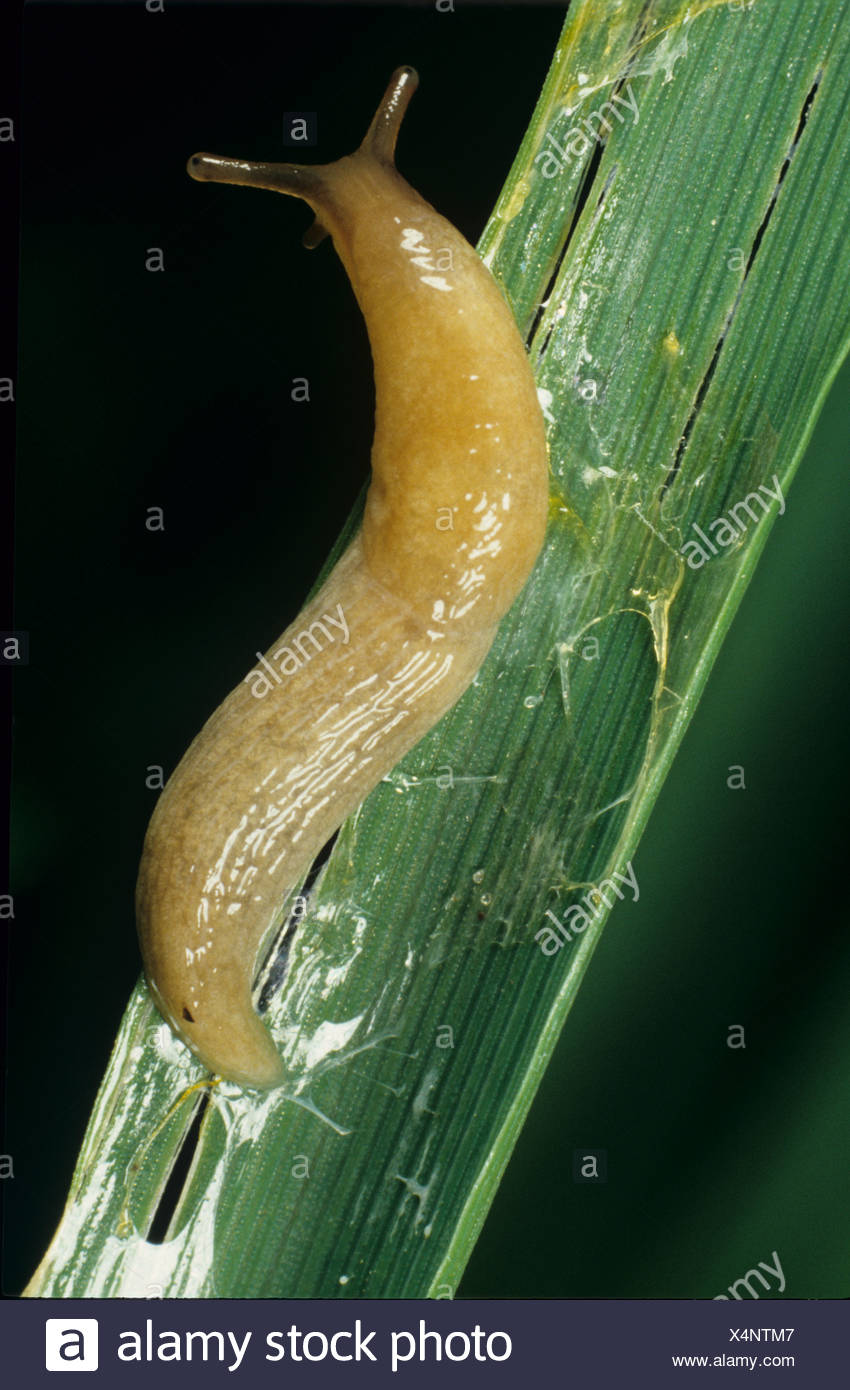 Slug Slime High Resolution Stock Photography And Images Alamy Slug Slime High Resolution Stock Photography And Images Alamy