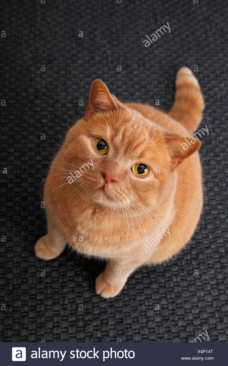 Ginger British Shorthair Cat Stock Photos Ginger British