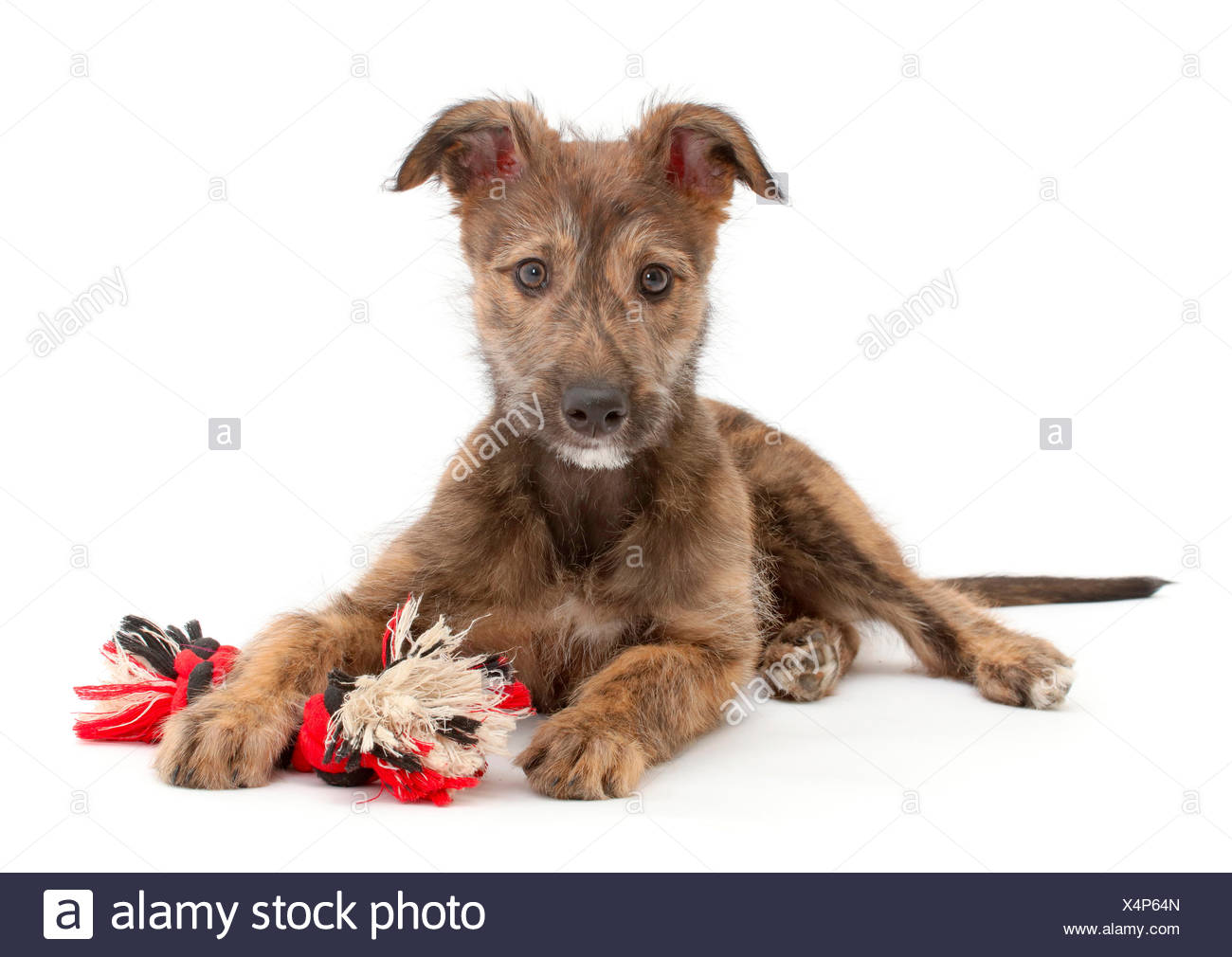 Lurcher Dog Head Stock Photos & Lurcher Dog Head Stock Images Alamy