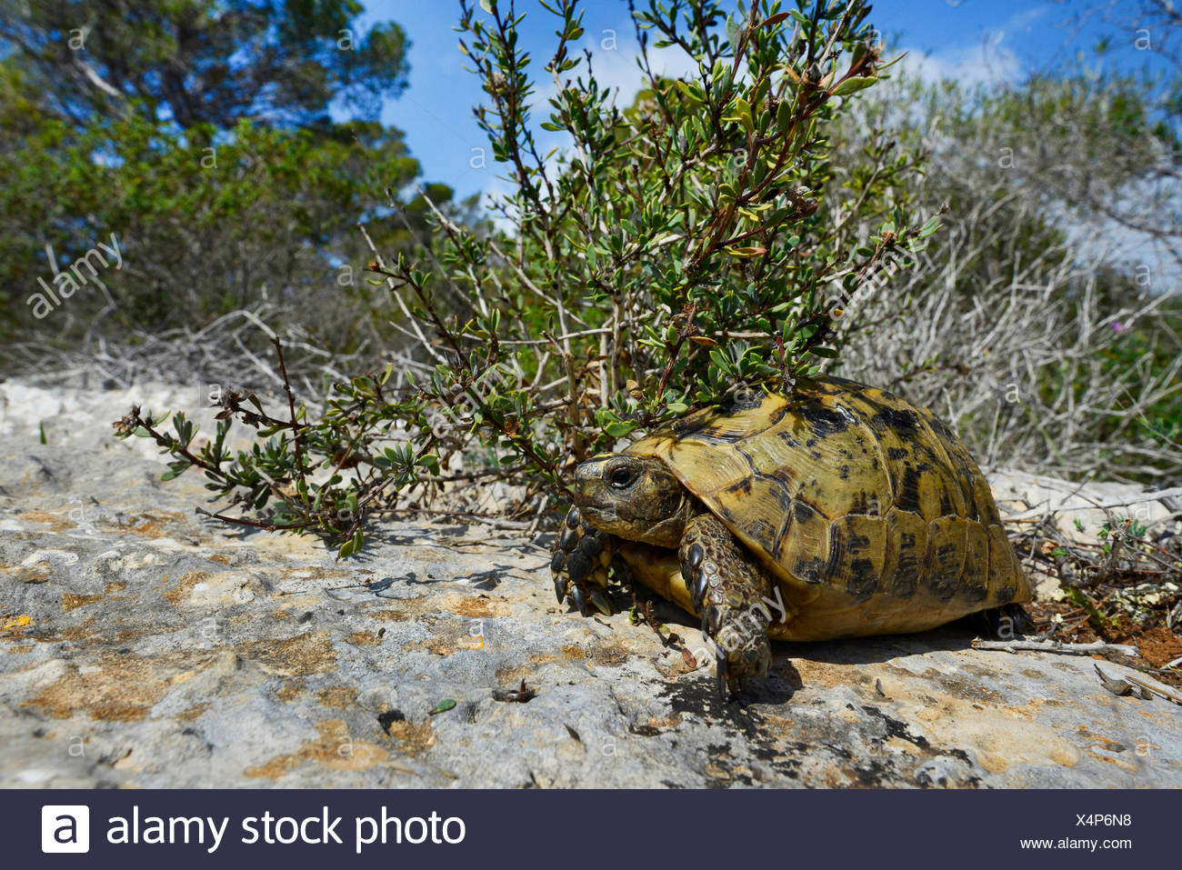 testudo graeca graeca