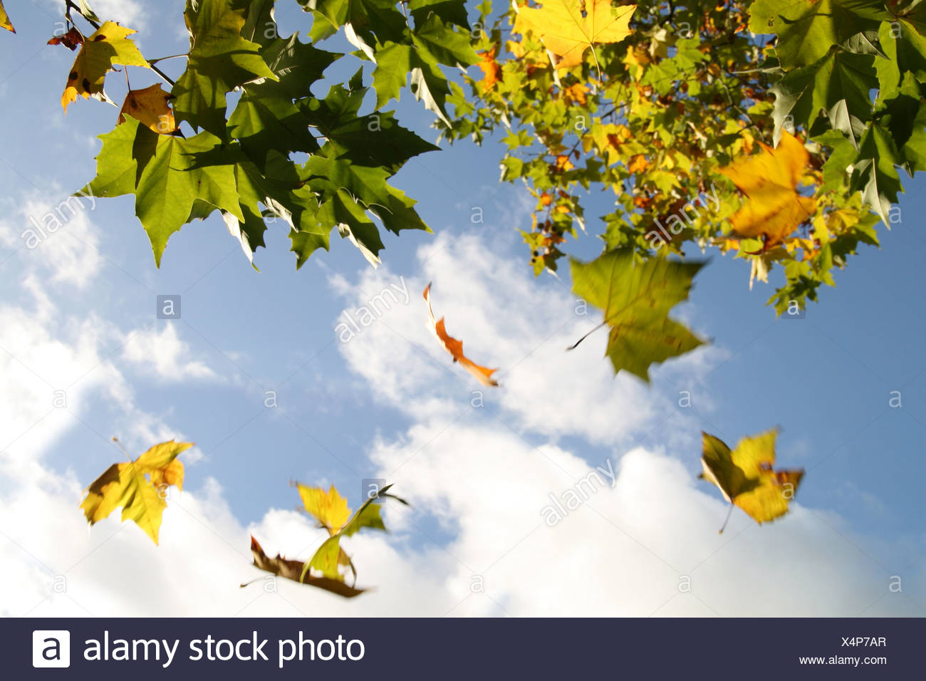 Leaves Falling From A Tree In Autumn Stock Photo Alamy