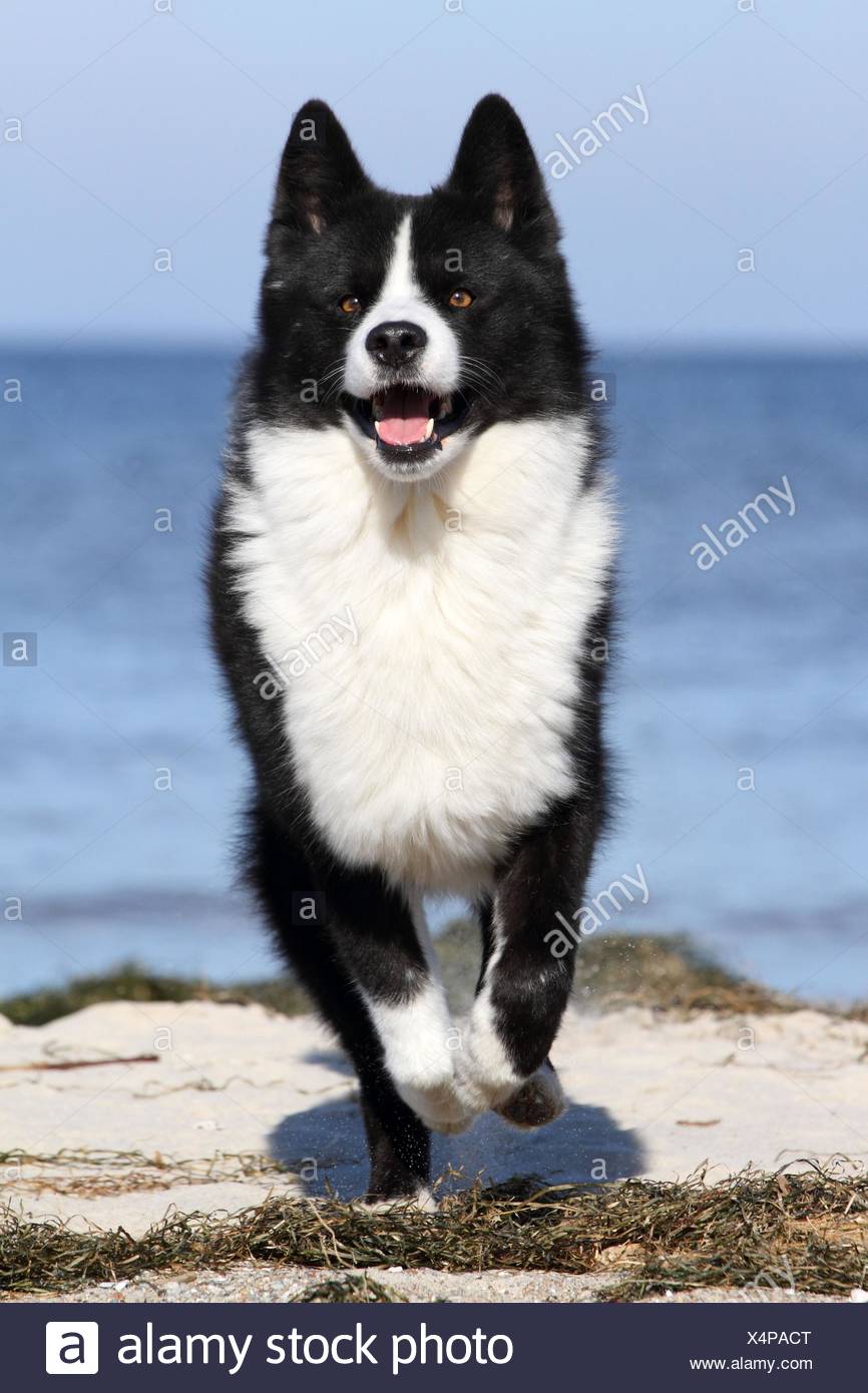 karelian bear dog husky mix