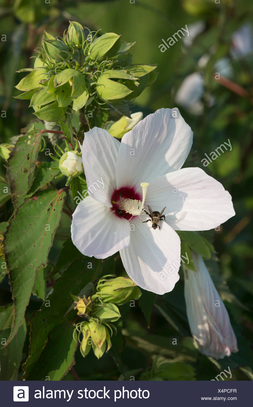 Hibiscus militaris Soldier Rose Mallow 10 seeds