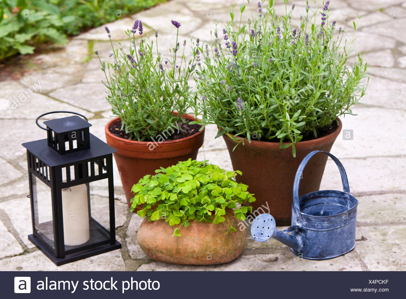 Blumentoepfe Stock Photos Blumentoepfe Stock Images Page 2 Alamy