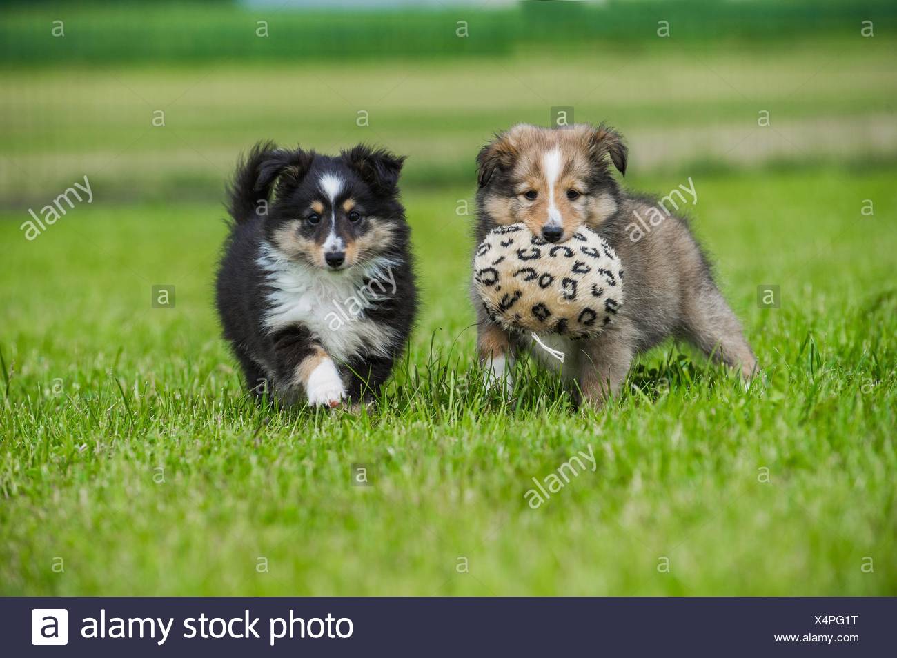 Playing Shetland Sheepdog Puppy Stock Photo Alamy
