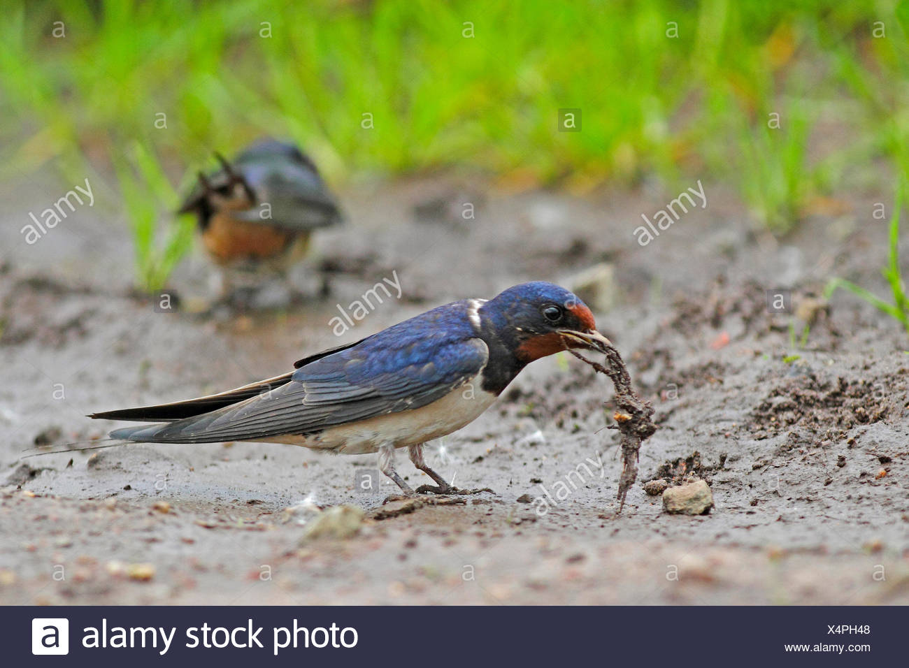 Barn Swallow Hirundo Rustica Barn Swallows Collecting Mud For Nesting Material Germany Stock Photo Alamy