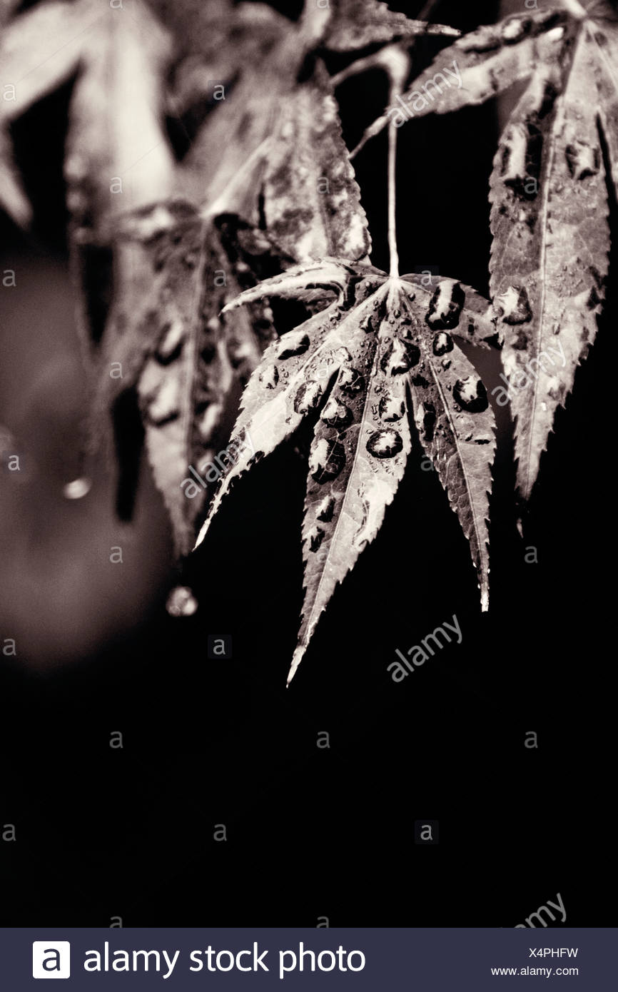 Acer Palmatum Japanese Maple High Resolution Stock Photography and ...