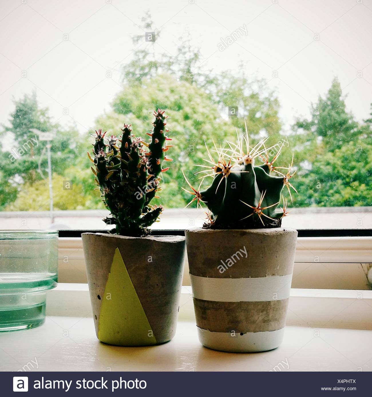 Potted Cactus Plants On Window Sill At Home Stock Photo 278321482