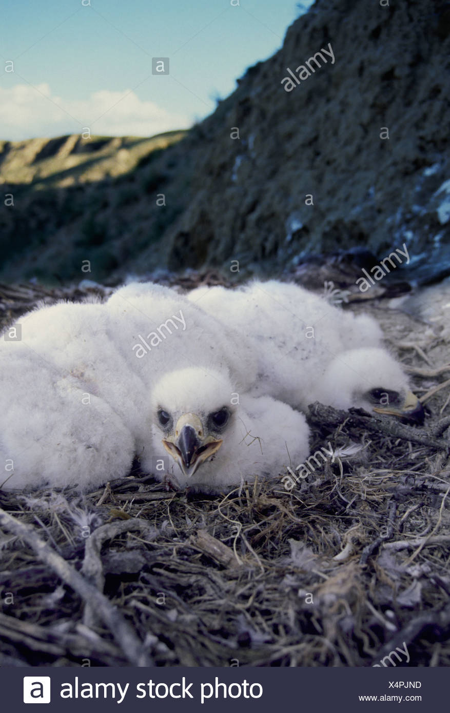 Golden Eagle Nest High Resolution Stock Photography and Images Alamy