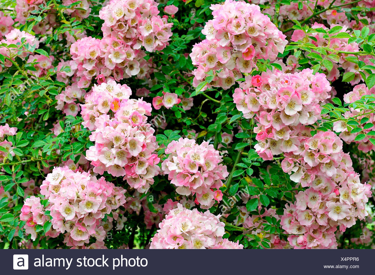 Kew Rambler High Resolution Stock Photography and Images - Alamy