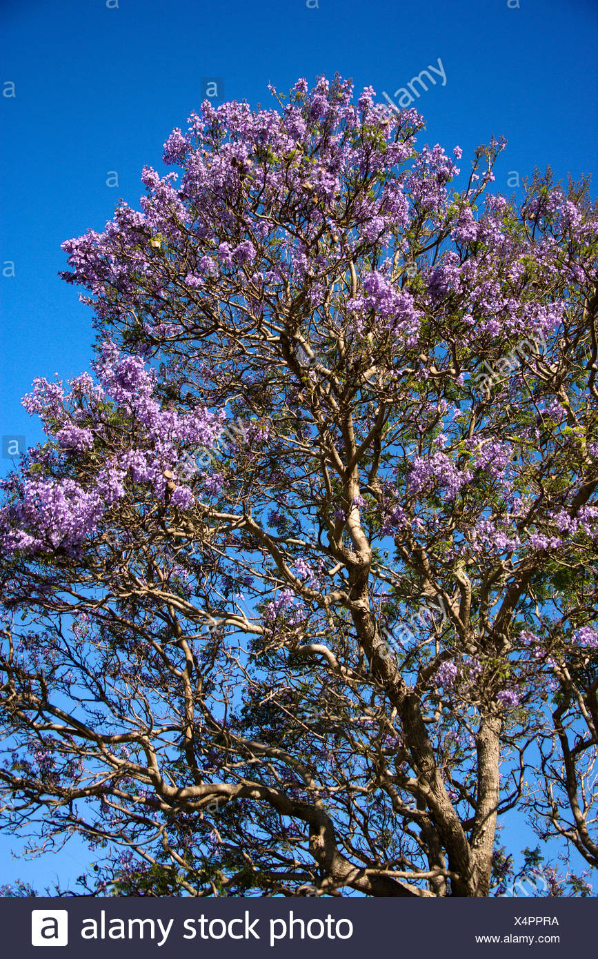 Fiori Jacaranda.Jacaranda Tree Blooming With Purple Flowers Against Blue Sky In