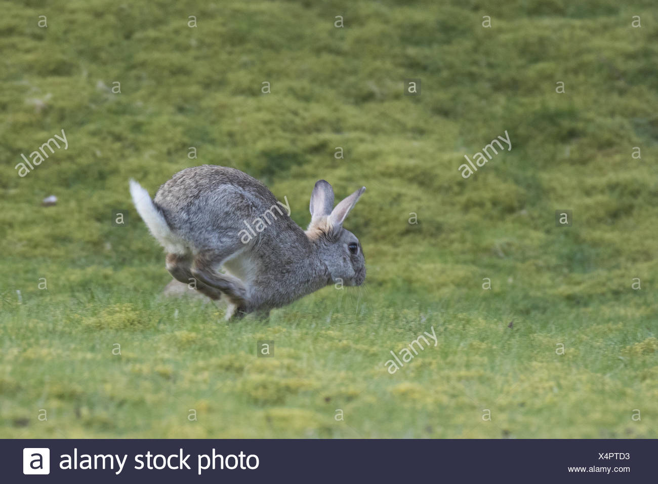 Rabbit Running Stock Photos & Rabbit Running Stock Images Alamy