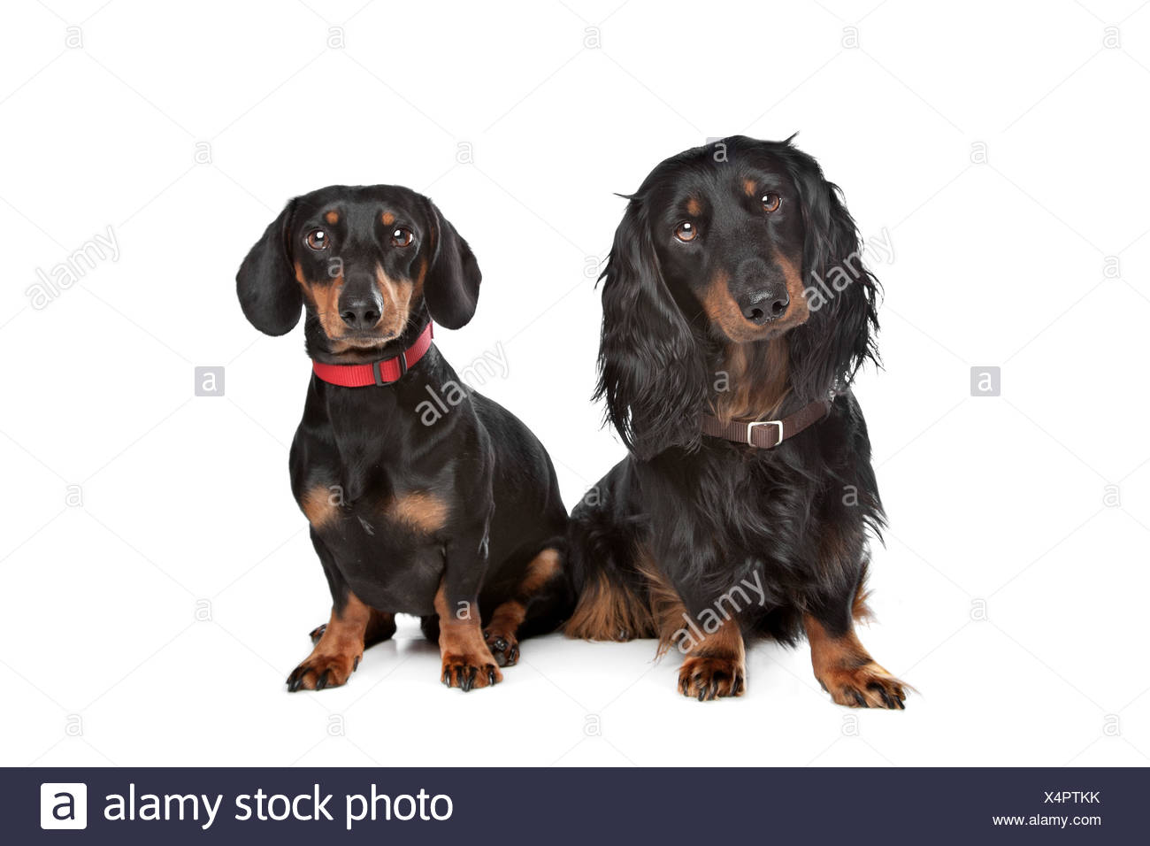 Long Haired And Smooth Dachshund In Front Of A White Background