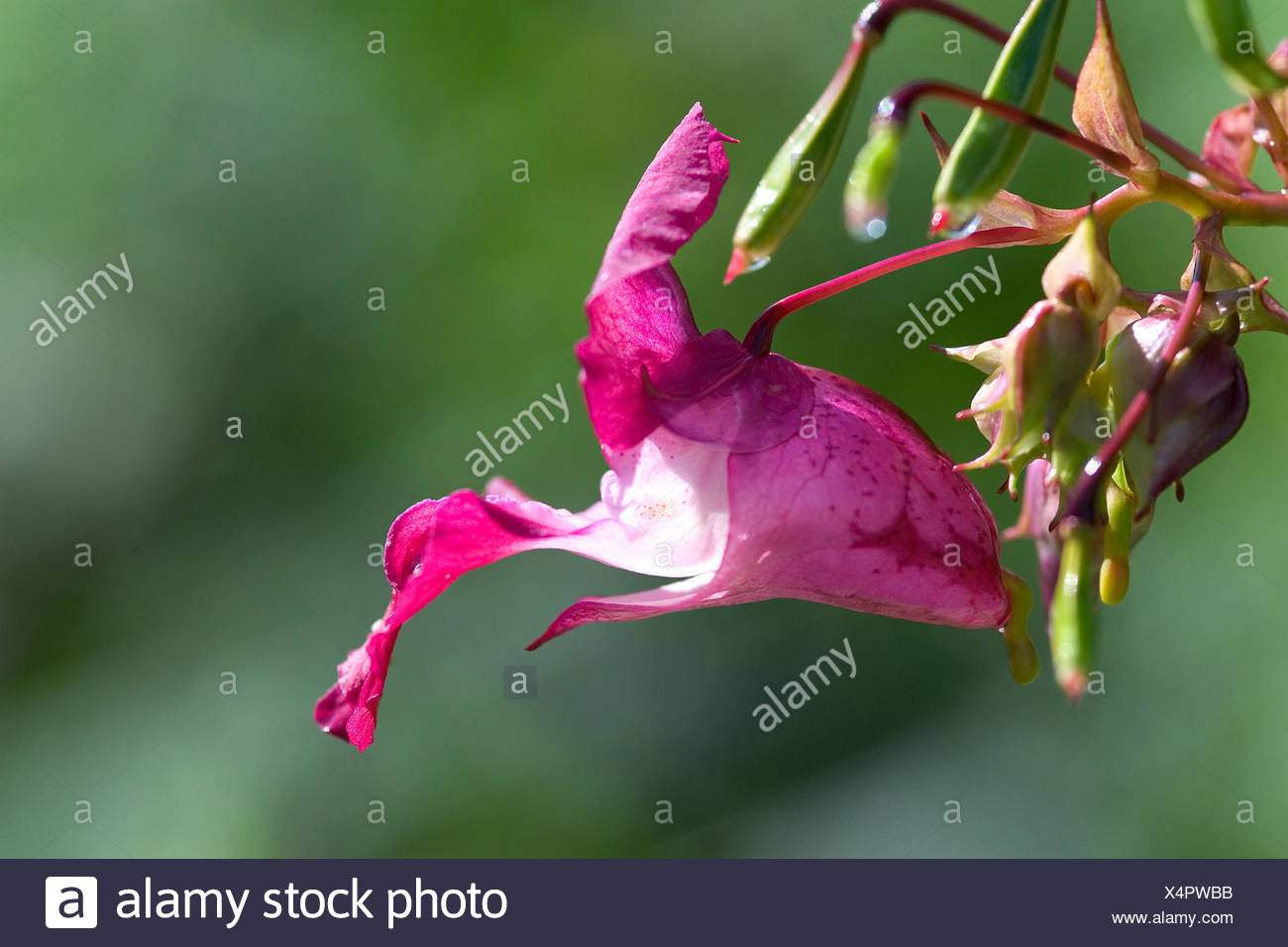 Himalayan Balsam Stock Photo