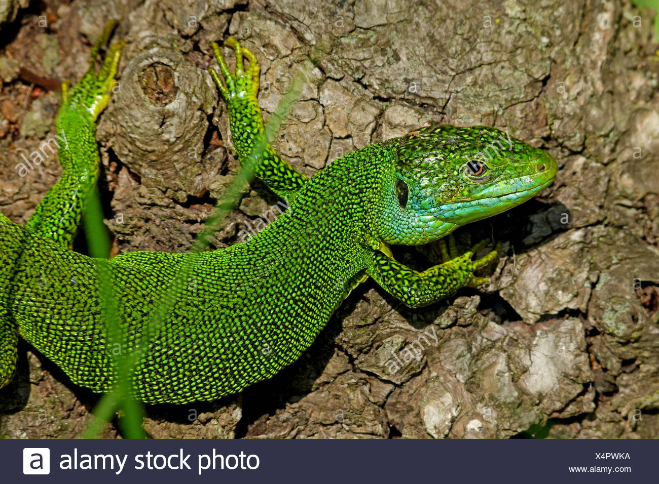 Western Green Lizard European Green Lizard Lacerta Bilineata Lacerta Viridis Bilineata Male Spain Katalonia Stock Photo Alamy