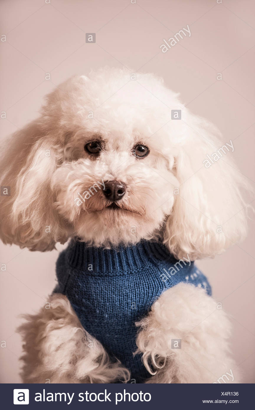 toy poodle sweaters