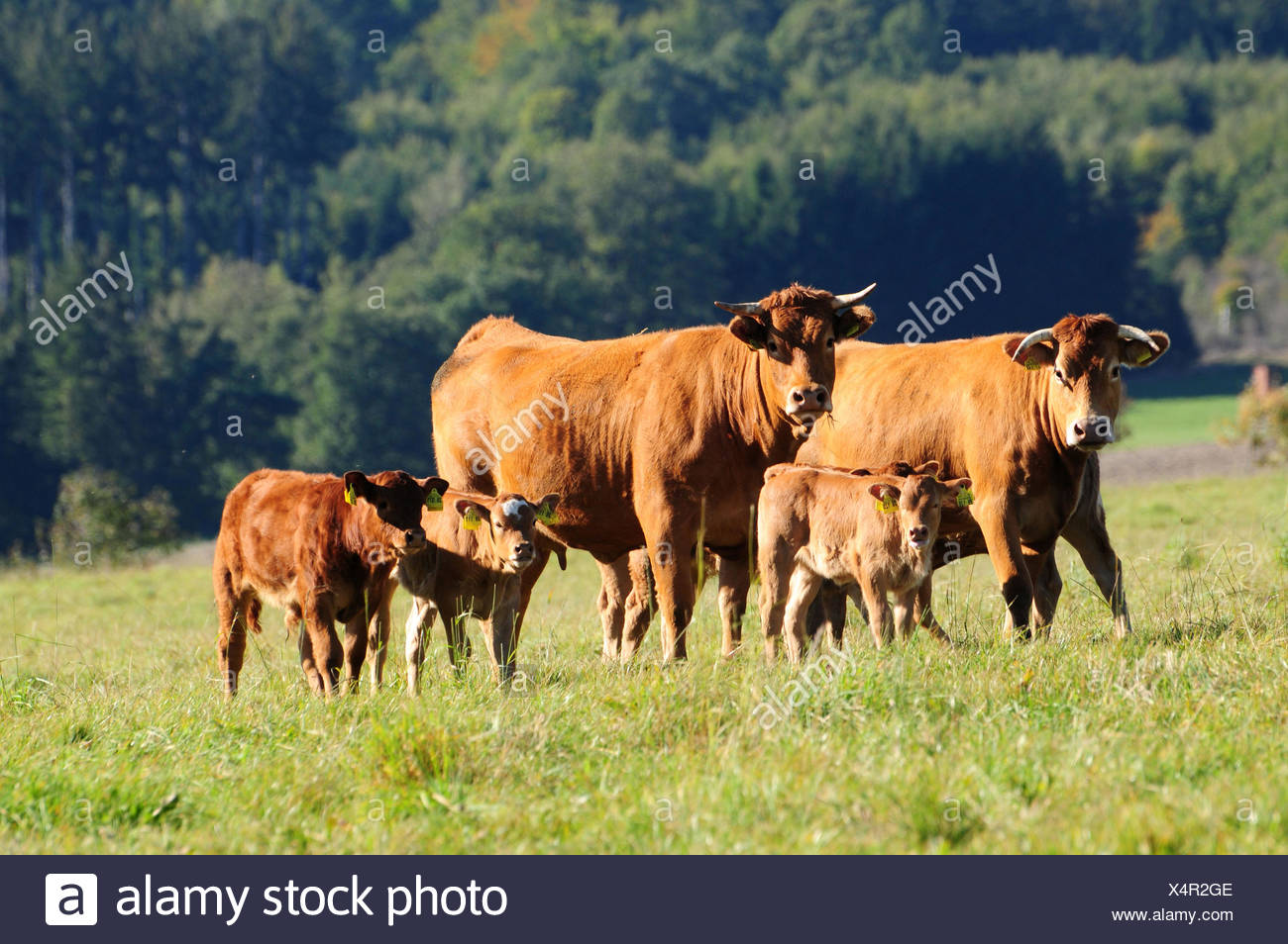 mature date of limousin cattle Wifey hotel fuck