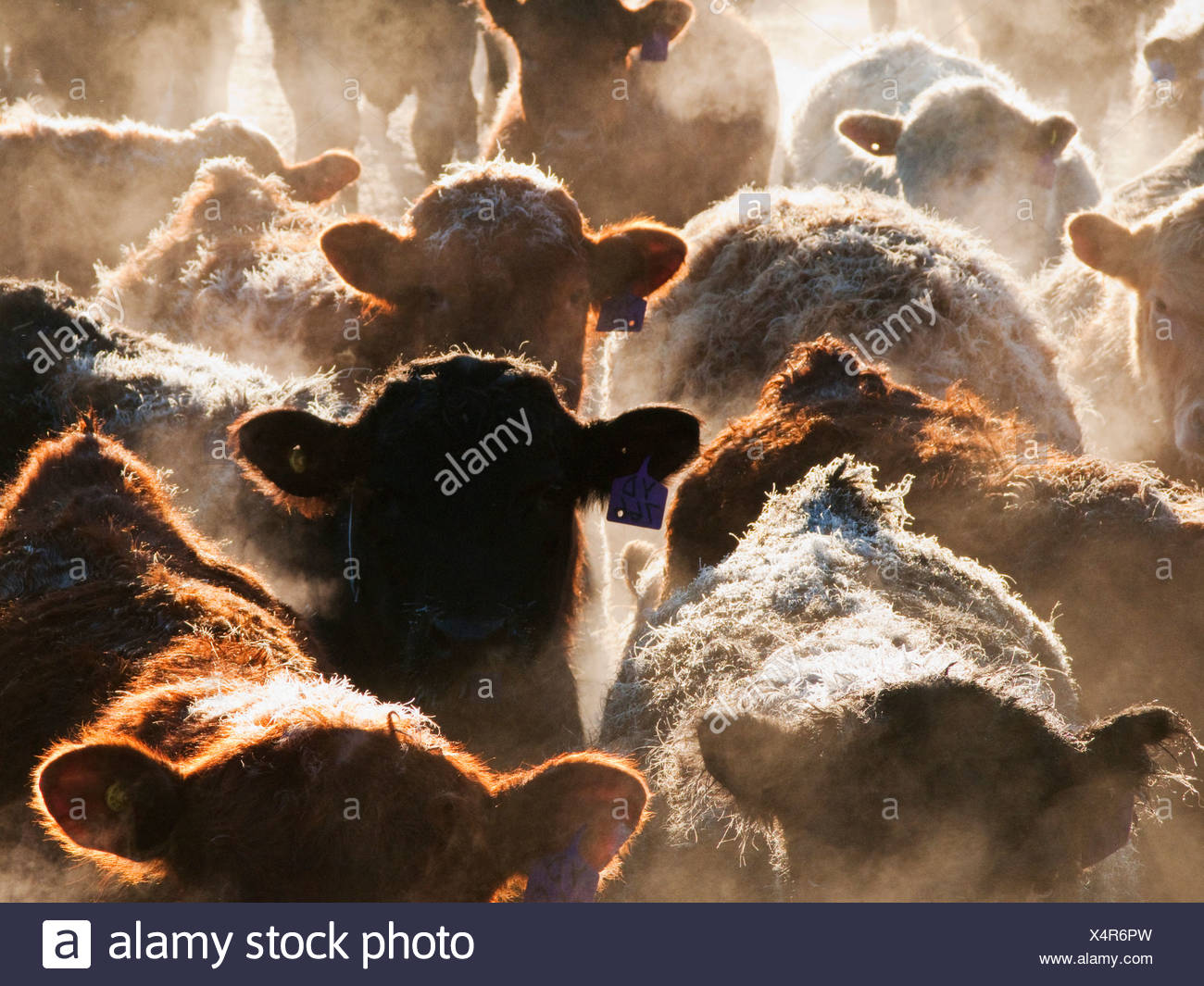 Feed Livestock Canada High Resolution Stock Photography and Images Alamy