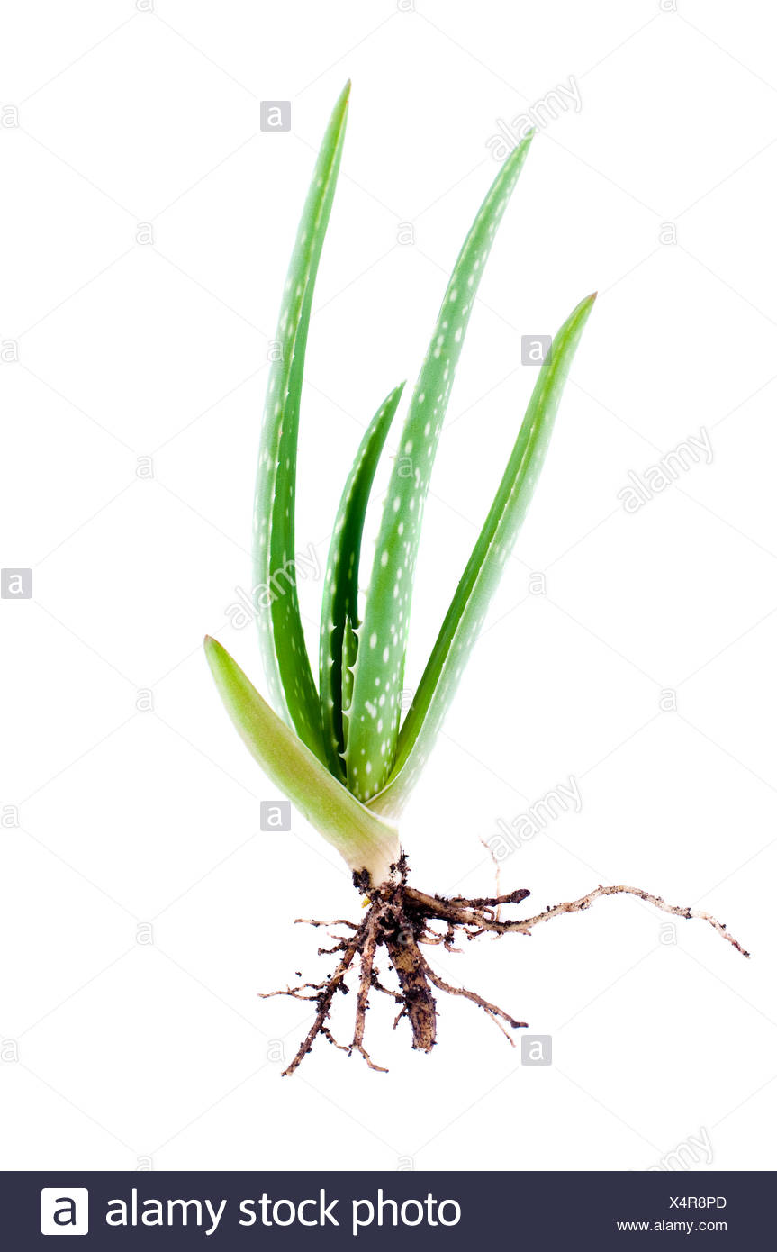 Baby Aloe Vera Plant On White Background Stock Photo Alamy Baby Aloe Vera Plant On White Background Stock Photo Alamy