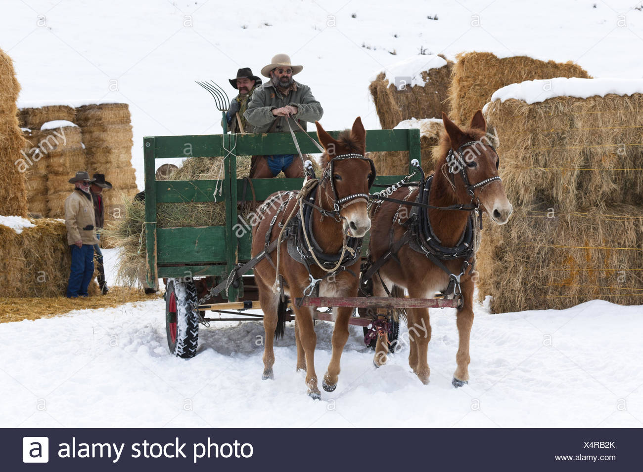 Two Mules Stock Photos & Two Mules Stock Images Alamy