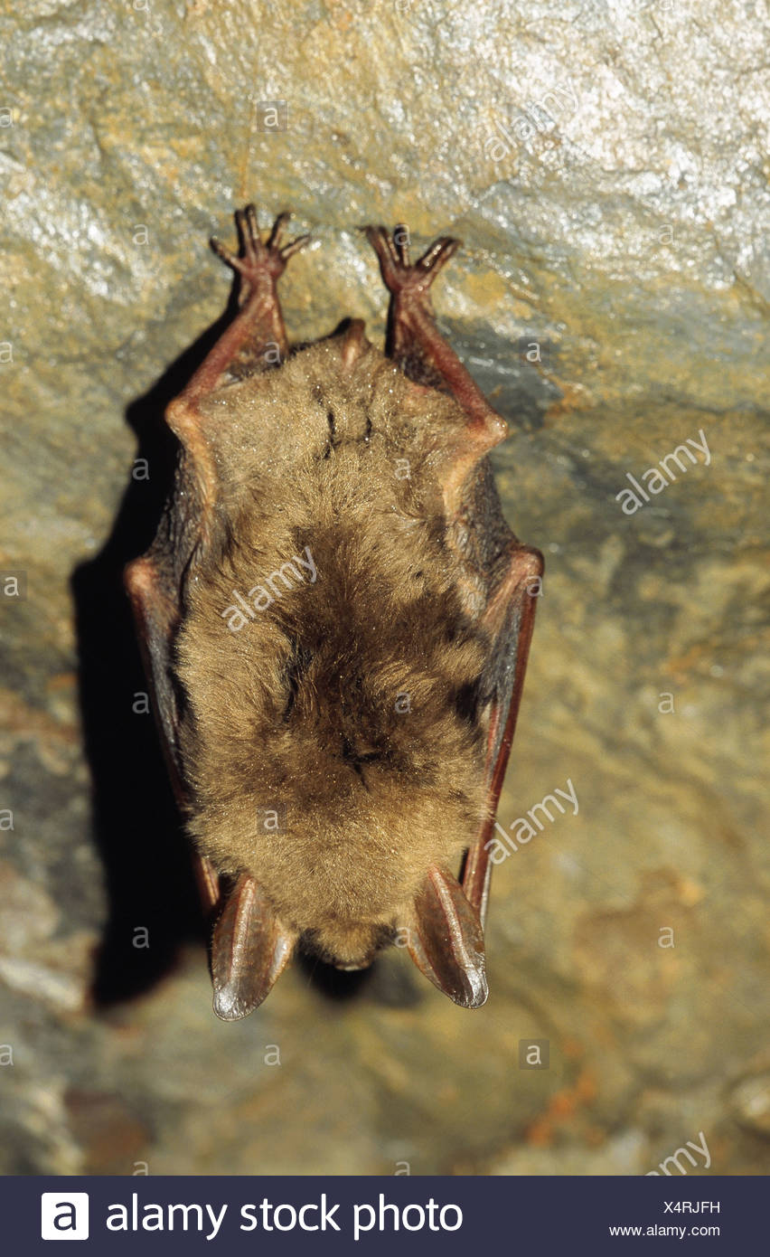 Greater Mouse Eared Bat Myotis Myotis Winter Quarter Hanging
